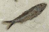 Fossil Fish (Knightia) Plate - Wyoming #203217-1